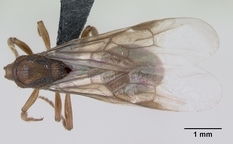 Queen specimen photo of Myrmica sabuleti, dorsal, 1 of 3