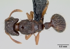 Queen specimen photo of Strongylognathus testaceus, dorsal, 1 of 3