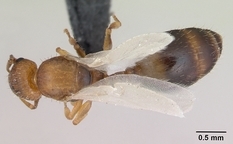 Queen specimen photo of Temnothorax nylanderi, dorsal, 1 of 3