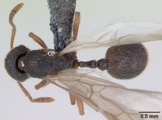 Queen specimen photo of Stenamma debile, dorsal, 1 of 3