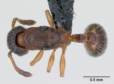 Queen specimen photo of Leptothorax muscorum, dorsal, 1 of 3