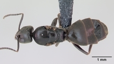Queen specimen photo of Tapinoma erraticum, dorsal, 1 of 3