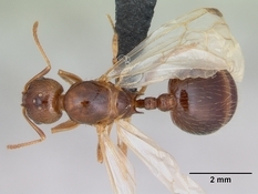 Queen specimen photo of Aphaenogaster subterranea, dorsal, 1 of 3