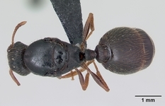 Queen specimen photo of Tetramorium impurum, dorsal, 1 of 3