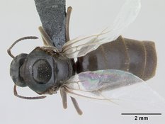 Queen specimen photo of Lasius niger, dorsal, 1 of 3