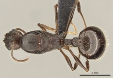 Queen specimen photo of Aphaenogaster texana, dorsal, 1 of 3