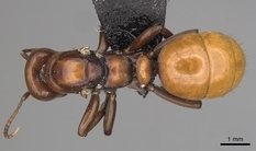 Queen specimen photo of Polyergus lucidus, dorsal, 1 of 3