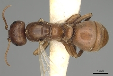 Queen specimen photo of Polyergus breviceps, dorsal, 1 of 3