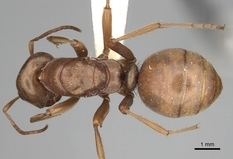 Queen specimen photo of Polyergus vinosus, dorsal, 1 of 3