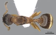 Queen specimen photo of Leptothorax gredleri, dorsal, 1 of 3