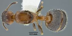 Queen specimen photo of Temnothorax caguatan, dorsal, 1 of 3