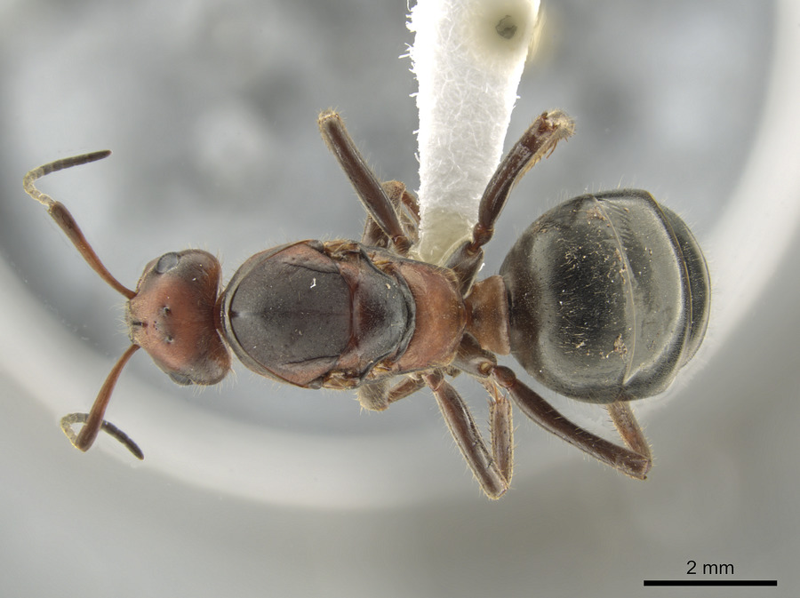 Queen specimen photo of Formica obscuripes, dorsal, 1 of 3