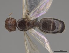 Queen specimen photo of Pheidole californica, dorsal, 1 of 3