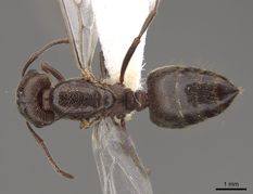 Queen specimen photo of Crematogaster mutans, dorsal, 1 of 3