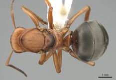 Queen specimen photo of Formica ravida, dorsal, 1 of 3