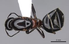 Queen specimen photo of Camponotus anthrax, dorsal, 1 of 3