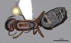 Queen specimen photo of Camponotus essigi, dorsal, 1 of 3