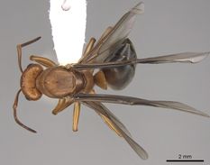 Queen specimen photo of Formica aserva, dorsal, 1 of 3