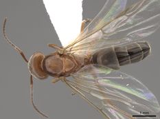 Queen specimen photo of Dorymyrmex bicolor, dorsal, 1 of 3