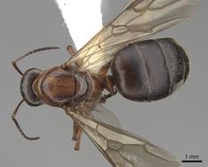 Queen specimen photo of Formica transmontanis, dorsal, 1 of 3