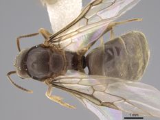 Queen specimen photo of Lasius neoniger, dorsal, 1 of 3