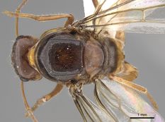Queen specimen photo of Myrmecocystus kennedyi, dorsal, 1 of 3