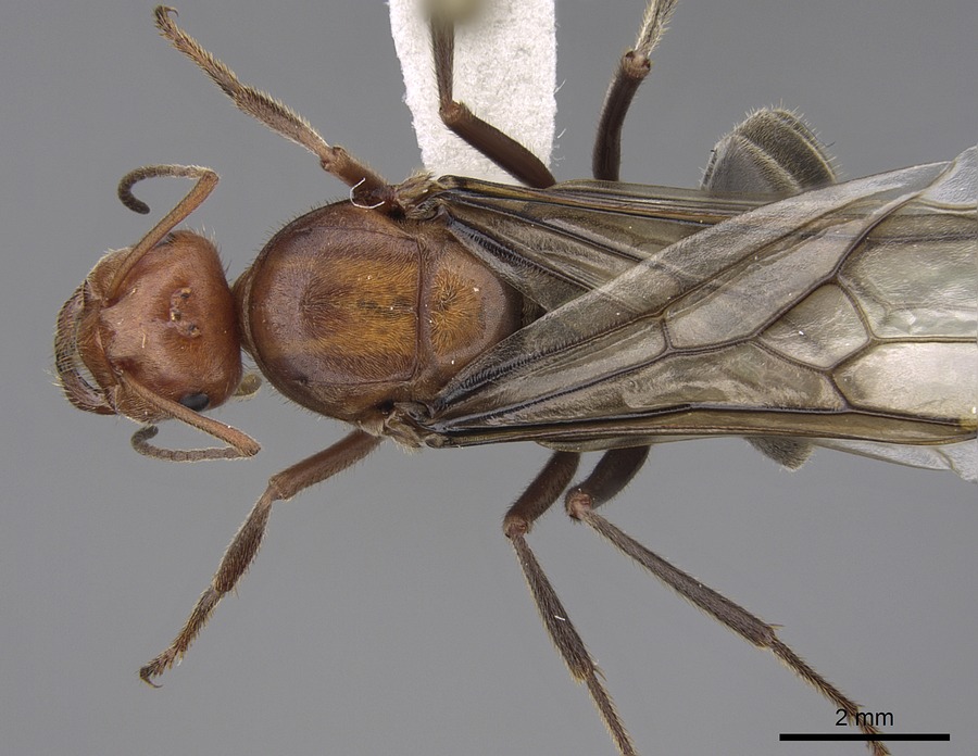 Queen specimen photo of Myrmecocystus mendax, dorsal, 1 of 3