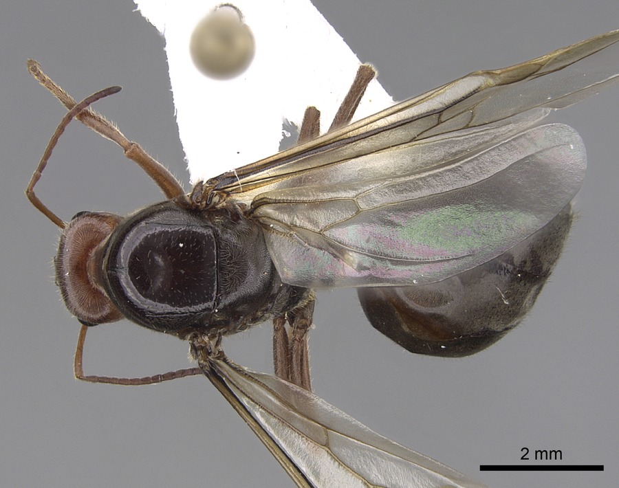 Queen specimen photo of Myrmecocystus mimicus, dorsal, 1 of 3
