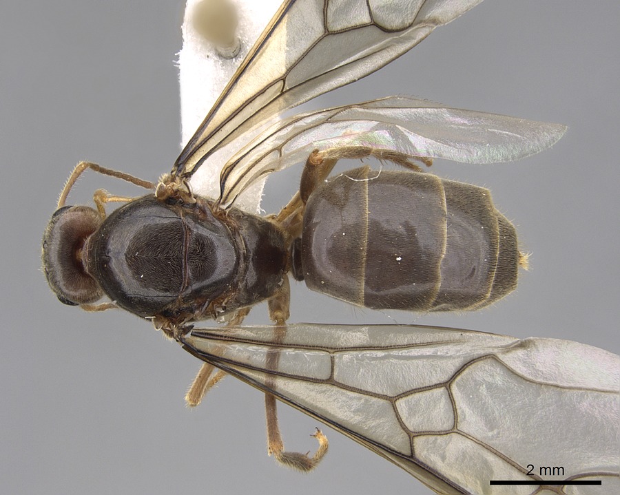 Queen specimen photo of Myrmecocystus testaceus, dorsal, 1 of 3