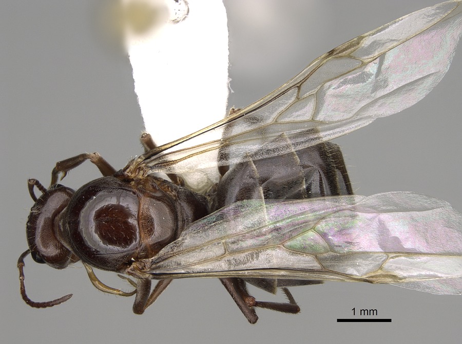 Queen specimen photo of Myrmecocystus yuma, dorsal, 1 of 3