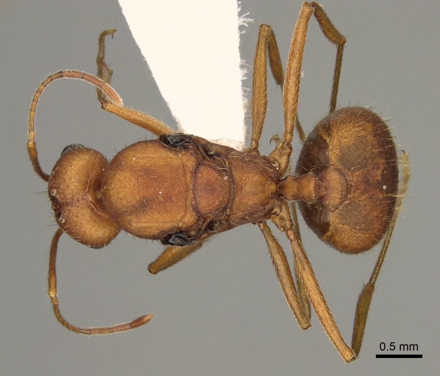 Queen specimen photo of Pheidole vistana, dorsal, 1 of 3