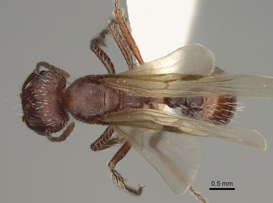 Queen specimen photo of Pogonomyrmex subdentatus, dorsal, 1 of 3
