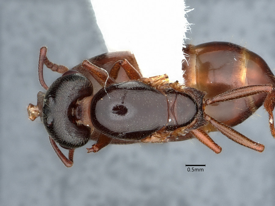 Queen specimen photo of Crematogaster depilis, dorsal, 1 of 3