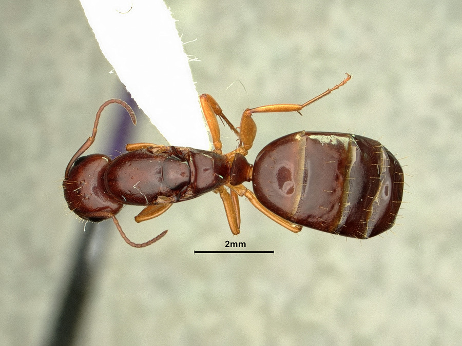 Queen specimen photo of Camponotus yogi, dorsal, 1 of 3
