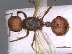 Queen specimen photo of Pogonomyrmex barbatus, dorsal, 1 of 3