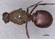 Queen specimen photo of Atta mexicana, dorsal, 1 of 3