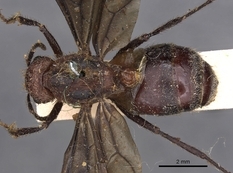 Queen specimen photo of Myrmicaria natalensis, dorsal, 1 of 3