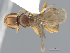 Queen specimen photo of Lasius bicornis, dorsal, 1 of 3