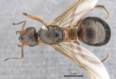 Queen specimen photo of Formica aquilonia, dorsal, 1 of 3