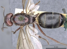 Queen specimen photo of Camponotus suffusus, dorsal, 1 of 3