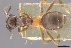 Queen specimen photo of Formica bruni, dorsal, 1 of 3