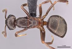 Queen specimen photo of Formica foreli, dorsal, 1 of 3