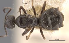 Queen specimen photo of Tapinoma madeirense, dorsal, 1 of 3