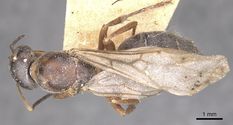 Queen specimen photo of Formica rufibarbis, dorsal, 1 of 3
