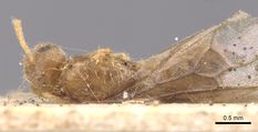 Queen specimen photo of Lasius carniolicus, dorsal, 1 of 3