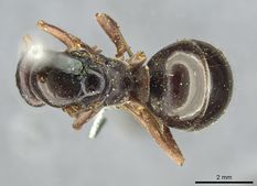 Queen specimen photo of Formica gagates, dorsal, 1 of 3
