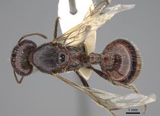 Queen specimen photo of Pogonomyrmex rugosus, dorsal, 1 of 3
