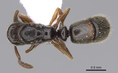 Queen specimen photo of Ponera coarctata, dorsal, 1 of 3