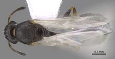 Queen specimen photo of Temnothorax nigriceps, dorsal, 1 of 3