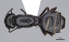 Queen specimen photo of Camponotus lateralis, dorsal, 1 of 3